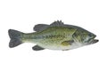 Largemouth bass fish isolated on white background