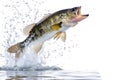 Largemouth bass fish jumping out of water isolated on white background Royalty Free Stock Photo