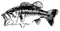 Largemouth bass fish - vector