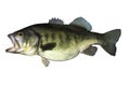 Largemouth bass fish with on white backgorund