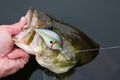 Largemouth Bass Fishing Crankbait Lure Royalty Free Stock Photo