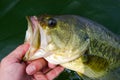 Large Mouth Bass Lipped After Being Caught Fishing Royalty Free Stock Photo