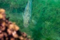 Top view of a largemouth bass swimming in a Michigan inland lake. Micropterus salmoides Royalty Free Stock Photo