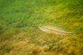 Largemouth bass Micropterus salmoides resting sleeping in a freshwater lake. Royalty Free Stock Photo