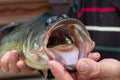 Largemouth Bass with open mouth in the hands of the fisherman Royalty Free Stock Photo