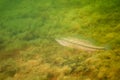 Largemouth bass resting on the bottom with the weeds in a Michigan inland lake. Micropterus salmoides Royalty Free Stock Photo