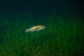 Largemouth bass swimming in a Michigan inland lake with weeds in the background Royalty Free Stock Photo