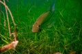 Largemouth bass swimming through the weeds in a Michigan inland lake. Micropterus salmoides Royalty Free Stock Photo