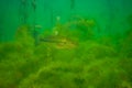 Largemouth bass swimming through the weeds in a Michigan inland lake. Micropterus salmoides Royalty Free Stock Photo