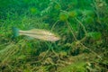 Largemouth bass swimming through the weeds in a Michigan inland lake. Micropterus salmoides Royalty Free Stock Photo
