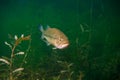 Largemouth bass swimming through the weeds in a Michigan inland lake. Micropterus salmoides Royalty Free Stock Photo