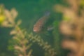 Largemouth bass swimming through the weeds in a Michigan inland lake. Micropterus salmoides Royalty Free Stock Photo