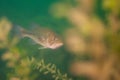 Largemouth bass swimming through the weeds in a Michigan inland lake. Micropterus salmoides Royalty Free Stock Photo