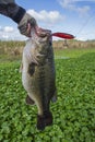 Largemouth Bass with Topwater Lure Closeup Royalty Free Stock Photo