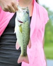 Largemouth Black Bass