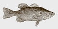 Largemouth or black bass micropterus salmoides in side view