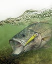 Largemouth bass fish fighting for freedom