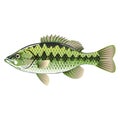 Largemouth Spotted Bass