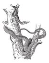 Largenose Earth Snake or Conopsis nasus, vintage engraving