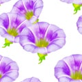 Larger bindweed. Seamless pattern texture of flowers. Floral