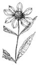 Larger Bur Marigold vintage illustration