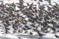 Larger Flock of Dunlins