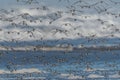 Larger Flock of Dunlins