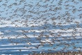 Larger Flock of Dunlins