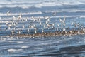 Larger Flock of Dunlins