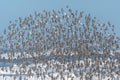Larger Flock of Dunlins