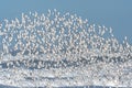 Larger Flock of Dunlins