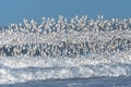 Larger Flock of Dunlins