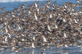 Larger Flock of Dunlins