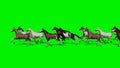 Larger group horses running past - green screen