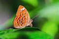 Larger Harlequin or Taxila haquinus berthae Fruhstorfer1904 beautiful orange butterfly perching on green leaves.