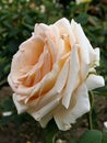 Larger light pink to beige coloured rose flower of hybrid Helenka established by czech rose breeder Tesar