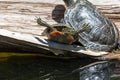 Trapped Turtle by a Pond Royalty Free Stock Photo