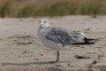 Beautiful shorebird posing for his picture