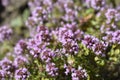 Larger wild thyme Royalty Free Stock Photo