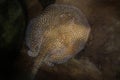 Largespot River Stingray Royalty Free Stock Photo
