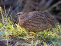 Brown Quail in New South Wales, Australia