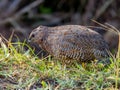 Brown Quail in New South Wales, Australia