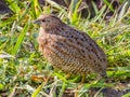 Brown Quail in New South Wales, Australia