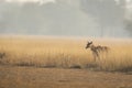 Largest Asian antelope nilgai or blue bull or Boselaphus tragocamelus fawn in open grassland or field at tal chhapar sanctuary Royalty Free Stock Photo