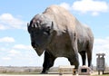 Largest buffalo in the world called Dakota Thunder.