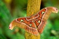The largest butterfly on the world. Beautiful big insect, Giant Atlas Moth, Attacus atlas, in habitat, India. Wildlife in Asia.