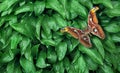 The largest butterfly in the world. colorful butterfly Attacus atlas on green leaves in water drops. Atlas moth. bright tropical b Royalty Free Stock Photo