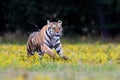 Siberian tiger running across a meadow