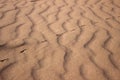 The largest desert in Europe, Ukraine - Oleshky Sands OleshkivsÃÂ¹ki pisky. Animal footprints in the yellow sand, background Royalty Free Stock Photo