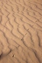 The largest desert in Europe, Ukraine - Oleshky Sands OleshkivsÃÂ¹ki pisky. Animal footprints in the yellow sand, background Royalty Free Stock Photo